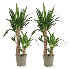 Bloomique set yucca usato  Spedito ovunque in Italia 