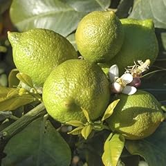 Yougarden large citrus for sale  Delivered anywhere in UK