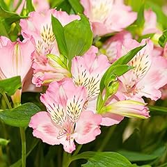 Pink alstroemeria seeds for sale  Delivered anywhere in USA 