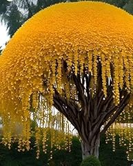 Golden shower tree for sale  Delivered anywhere in USA 