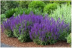 Salvia sylvestris mainacht gebraucht kaufen  Wird an jeden Ort in Deutschland