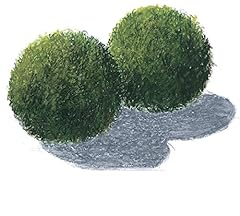 Mossballs 6 cm usato  Spedito ovunque in Italia 