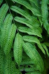 Coniogramme emeiensis plug for sale  Delivered anywhere in UK