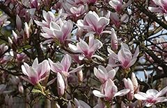 Magnolia soulangiana tulpenmag gebraucht kaufen  Wird an jeden Ort in Deutschland