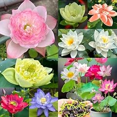 30pcs lotusblume samen gebraucht kaufen  Wird an jeden Ort in Deutschland