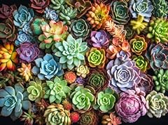Succulent symphony best for sale  Delivered anywhere in USA 