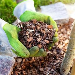 Yougarden ornamental spruce for sale  Delivered anywhere in UK