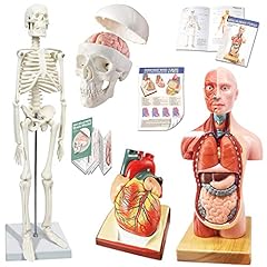 Anatomie modell torso gebraucht kaufen  Wird an jeden Ort in Deutschland