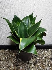 Zimmerpflanzen sansevieria gre gebraucht kaufen  Wird an jeden Ort in Deutschland