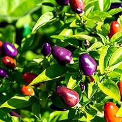 Chilli plants prairie for sale  Delivered anywhere in UK