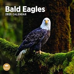 2025 bald eagles for sale  Delivered anywhere in USA 