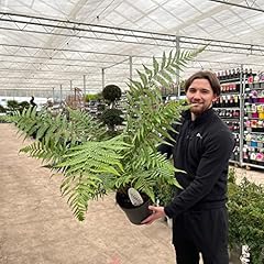 Dicksonia antarctica tree for sale  Delivered anywhere in UK