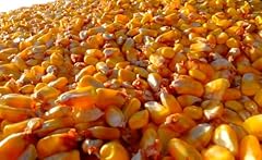 Open pollinated yellow for sale  Delivered anywhere in USA 