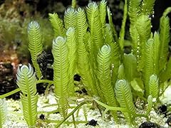 Generic live caulerpa for sale  Delivered anywhere in USA 