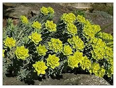 Euphorbia myrsinites walzen gebraucht kaufen  Wird an jeden Ort in Deutschland