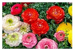 Ranunculus mix summer for sale  Delivered anywhere in UK