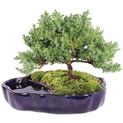 Brussel bonsai brussel for sale  Delivered anywhere in USA 