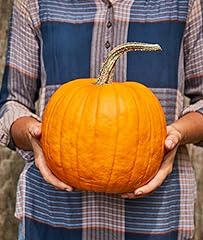 Burpee connecticut pumpkin for sale  Delivered anywhere in USA 