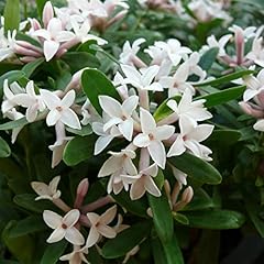 Daphne eternal fragrance for sale  Delivered anywhere in Ireland