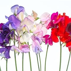 Sweet pea plants for sale  Delivered anywhere in UK