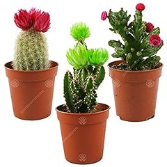 Mini disco cactus for sale  Delivered anywhere in Ireland