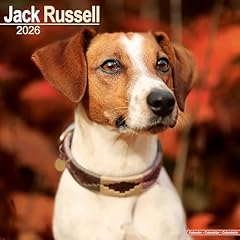 Jack russell 2026 for sale  Delivered anywhere in UK