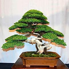 Semi per giardinaggio, 20 pezzi di pino bianco giapponese Pinus Parviflora piante verdi mini albero bonsai, usato usato  Spedito ovunque in Italia 