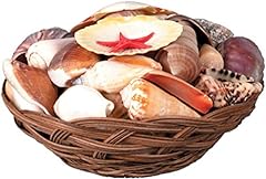 Beach sea shell for sale  Delivered anywhere in USA 