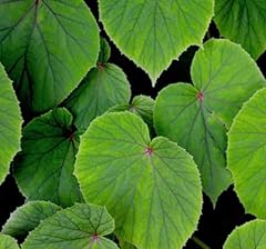 Begonia grandis subsp. for sale  Delivered anywhere in UK