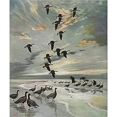 Pinkfeet coming roost for sale  Delivered anywhere in UK