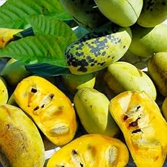 Tomorrowseeds paw paw for sale  Delivered anywhere in USA 