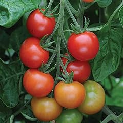 Cherry tomato gardeners for sale  Delivered anywhere in UK