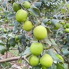 Thai jujube plant for sale  Delivered anywhere in USA 