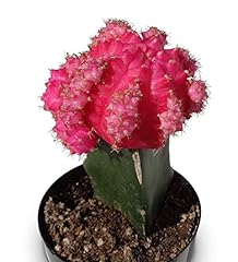 Grafted moon cactus for sale  Delivered anywhere in USA 