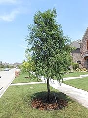 Bigv62 bald cypress for sale  Delivered anywhere in USA 