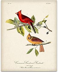 Two cardinals illustration for sale  Delivered anywhere in USA 