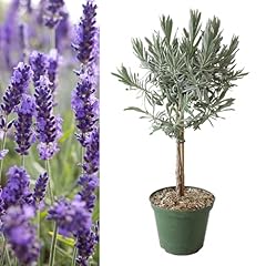 Carbeth plants lavender for sale  Delivered anywhere in UK