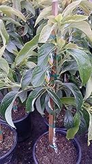 9eztropical little cado for sale  Delivered anywhere in USA 
