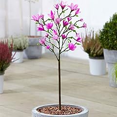Magnolia susan tree for sale  Delivered anywhere in UK