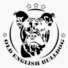 Old english bulldog for sale  Delivered anywhere in USA 