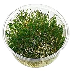 Flame moss for sale  Delivered anywhere in USA 