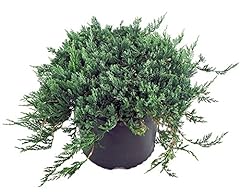 Blue rug juniper for sale  Delivered anywhere in USA 