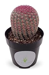 Rainbow hedgehog cactus for sale  Delivered anywhere in USA 