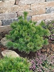 Pinus parviflora kiomatsu gebraucht kaufen  Wird an jeden Ort in Deutschland