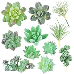 Vinfutur 11pcs succulentes d'occasion  Livré partout en France