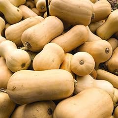 Winter squash waltham for sale  Delivered anywhere in UK