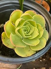 Live succulent plant for sale  Delivered anywhere in USA 