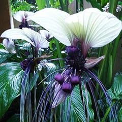Tacca integrifolia weiß gebraucht kaufen  Wird an jeden Ort in Deutschland