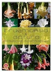 Brugmansia datura exotische for sale  Delivered anywhere in Ireland
