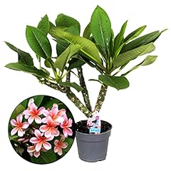 Plant in a Box - Plumeria hawaiana - Frangipani - Vaso 17cm - Altezza 55-70cm - Pianta da appartamento fiorita - Pianta tropicale usato  Spedito ovunque in Italia 